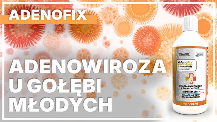 Jak radzić sobie z adenowirozą?